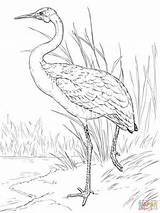 Brolga Bird Crane Designlooter sketch template