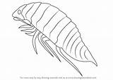 Isopoda Draw Drawing Step Animals Tutorials Sea sketch template