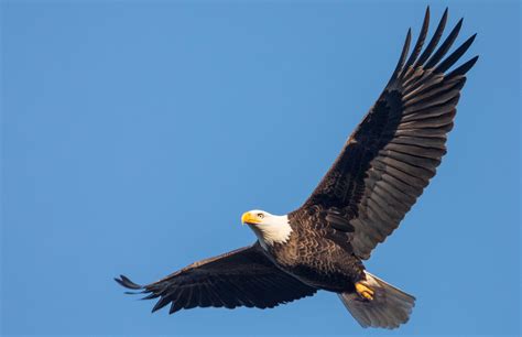 bald eagle  michigan takes   destroys  government drone bgr