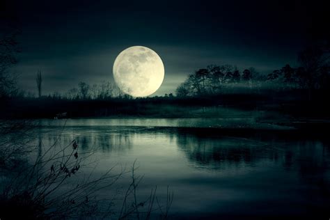 how moonlight sets nature s rhythms science smithsonian magazine
