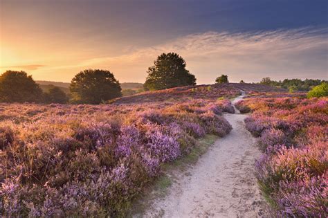 dit weekend mag je heide knippen  het nationale park de hoge veluwe