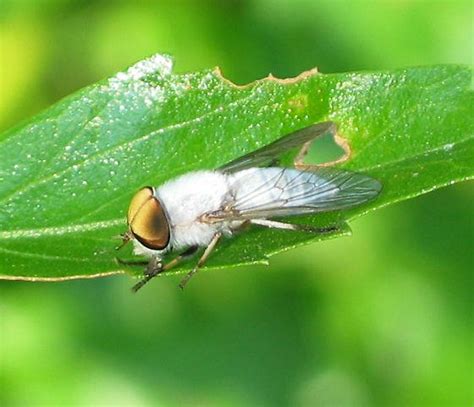 insects galore beautiful horse fly