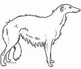 Borzoi Wolfhound sketch template