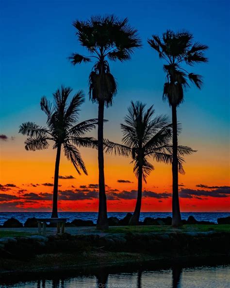 the perfect sunset palm tree beach shot sunrise sunset sunset sunrise