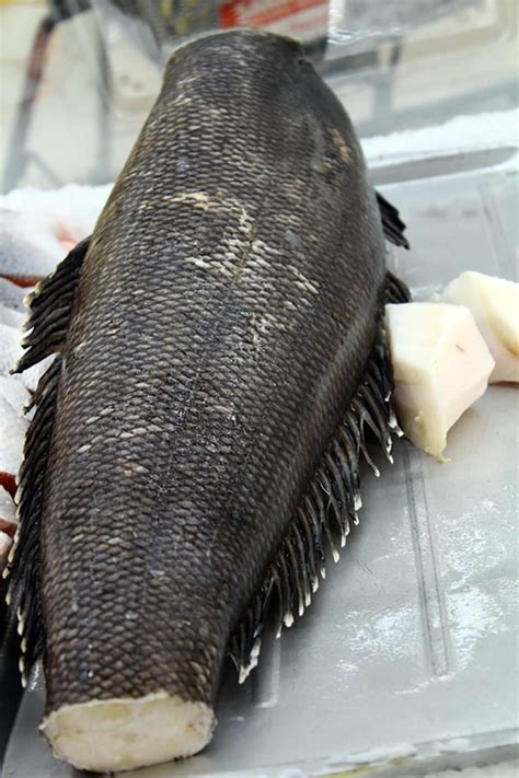 Fresh Chilean Sea Bass Saraga International Grocery