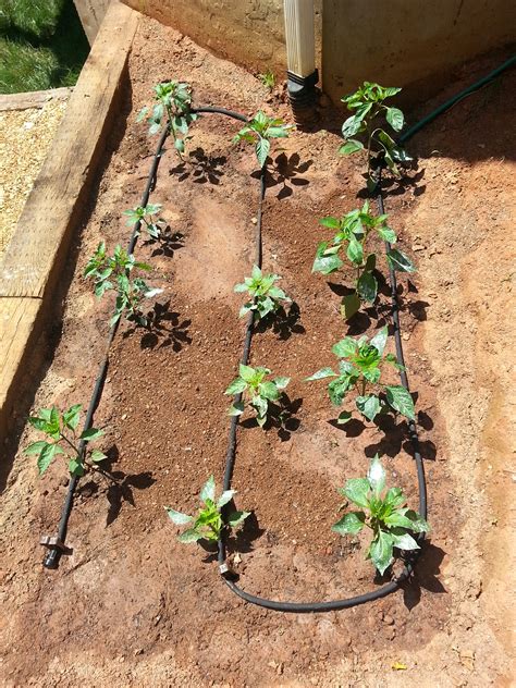 diy soaker hose irrigation deeply rooted