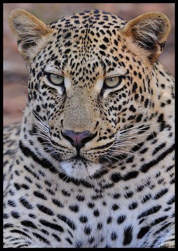 luiperd leopard phalaborwa mopanie road knp frik erasmus flickr