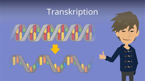 transkription biologie ablauf und rna prozessierung mit video