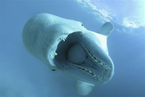 beluga whales delphinapterus leucas wwf canada