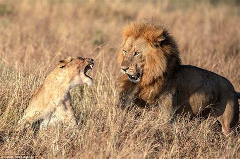lion appears to get a telling off after mating a lioness in kenya