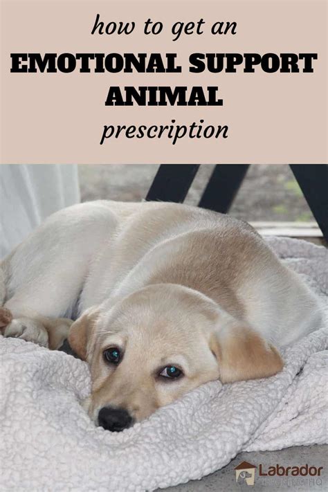 emotional support animal prescription labradortraininghq