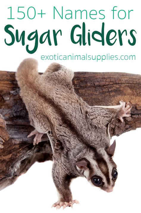 sugar glider names pet  ideas male female exotic animal supplies