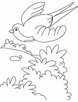 Coloring Swallow Flying Bird Pages Getcolorings Printable Color Kids sketch template