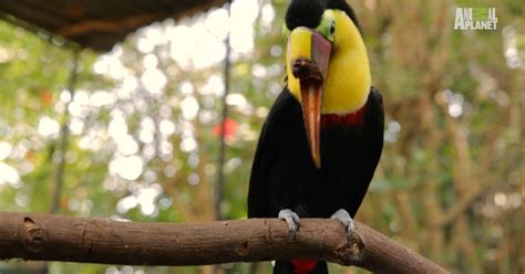 abuse toucan   chance   beak