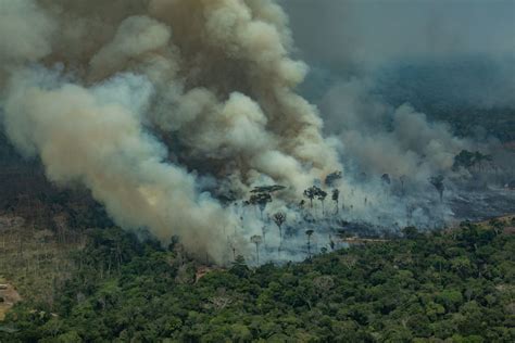 breaking   amazon  deforestation  drive  pandemic