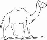 Camel Coloring Pages Kids Color Printable Print Animal Animals Wild Bestcoloringpagesforkids Simple sketch template