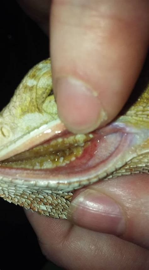 bearded dragon mouth rot learn before it s too late