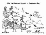 Coloring Bay Chesapeake Animals Nature Pdf Exploringnature sketch template
