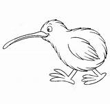 Kiwi Bird Coloring Pages Template Cute Colouring Animal Kids Zealand Online Outline Printable Print Nz Clipart Maori Kiwiana Projects Colornimbus sketch template