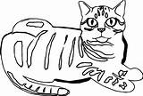 Coloring Cat Let Wecoloringpage sketch template