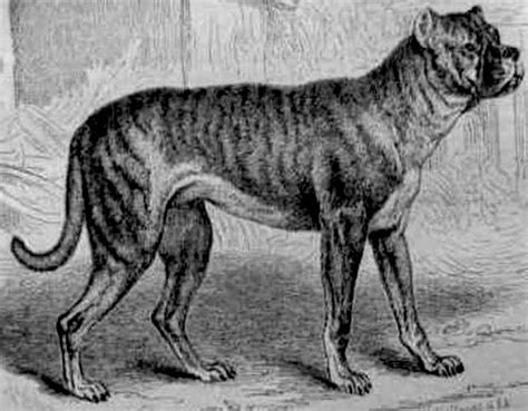 extinct bullinbeiser rare dog breeds rare dogs dog breeds