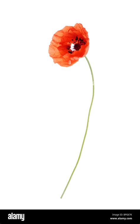red poppy cutout  res stock photography  images alamy
