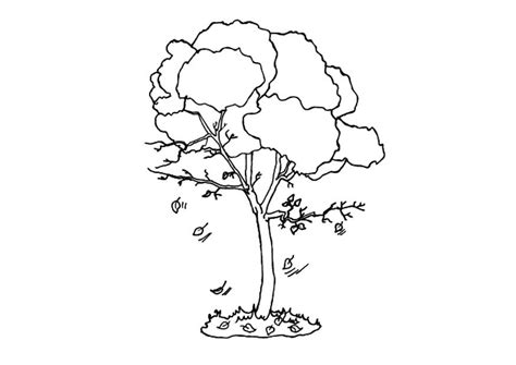 coloring page tree  autumn  printable coloring pages img