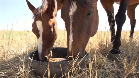 feeding lactating mares purina animal nutrition youtube