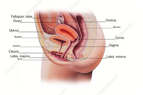 Female Reproductive System Illustration Stock Image