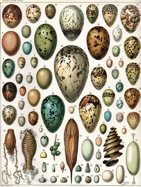 bird eggs ornithology