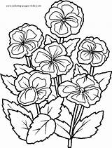 Coloring Pages Nature Food Flowers Color Violets Printable Sheets Found Flower sketch template