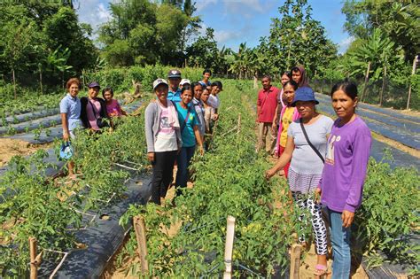 farmers  iloilo establish vegetable demo farms  learning