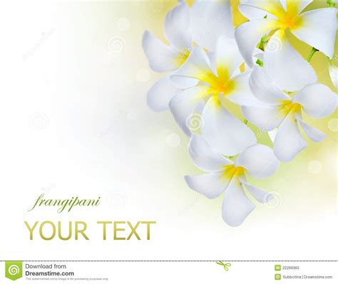 frangipani spa flowers stock image image  beauty border