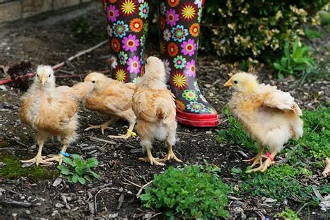 what breed v2 backyard chickens learn how to raise chickens