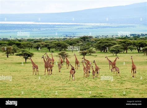 massai giraffes giraffa camelopardalis tippelskirchi  serengeti