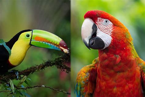 parrots  toucans related whats  difference  pictures