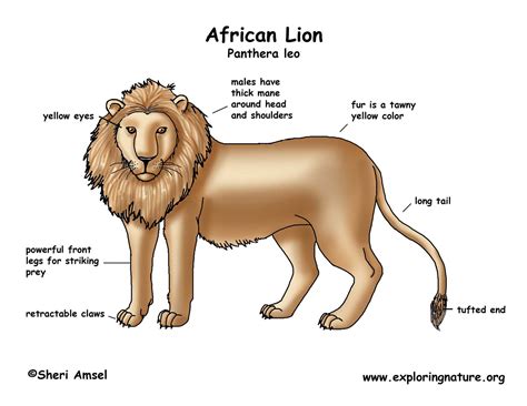 lion african