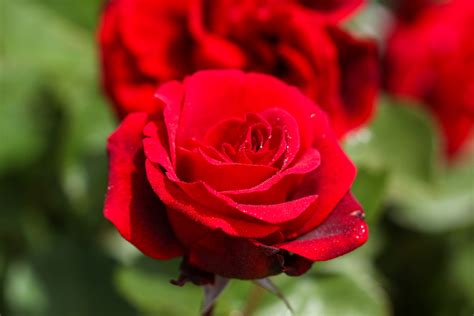 rode bloeiende planten   mooie rode bloemen tijd voor je tuin