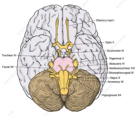 illustration  cranial nerves stock image  science