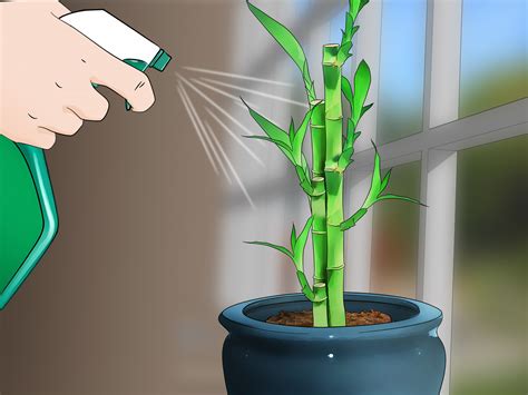 care   indoor bamboo plant  steps  pictures
