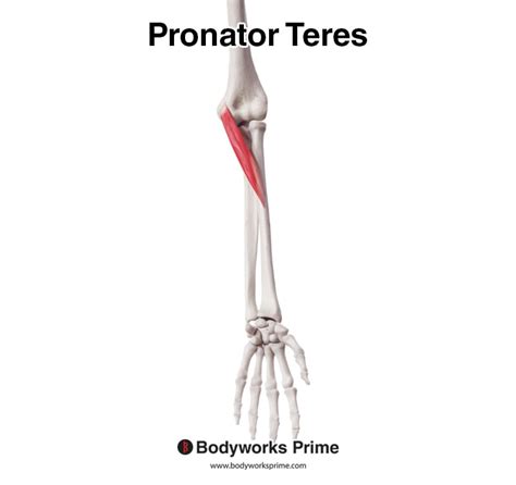 pronator teres muscle anatomy bodyworks prime