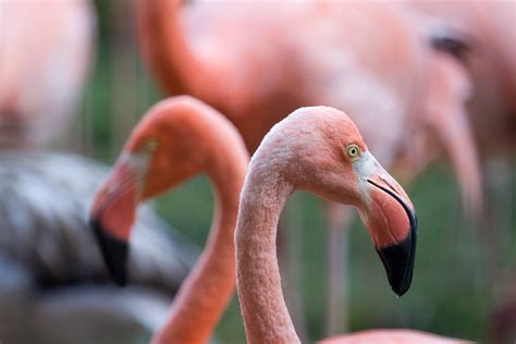 flamingos pink   flamingo facts smithsonians
