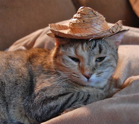 20 adorable pictures of cats in hats