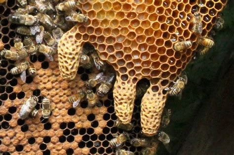 doubt     swarm cells   bees built  extra comb   larger