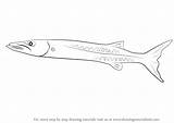 Barracuda Draw Drawing Step Fish Easy Drawings Fishes Drawingtutorials101 Tutorials Line Choose Board sketch template