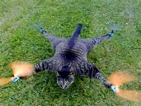 guy stuffed  dead cat      drone