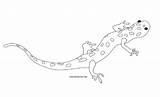 Salamander Coloring Drawing Pages Newt Printable Color Reptiles Amphibians Template Hansen Lee Spotted Sheet Choose Board Squidoo sketch template