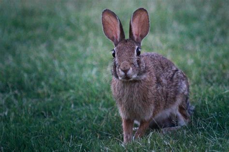 stock photo  big ears bunny cottontail