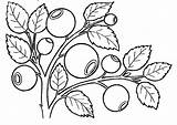 Coloring Pages Berries Blueberries Fruits Coloringtop Template sketch template