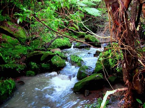 kj kaye  jose amazing  small creek  sydney australia